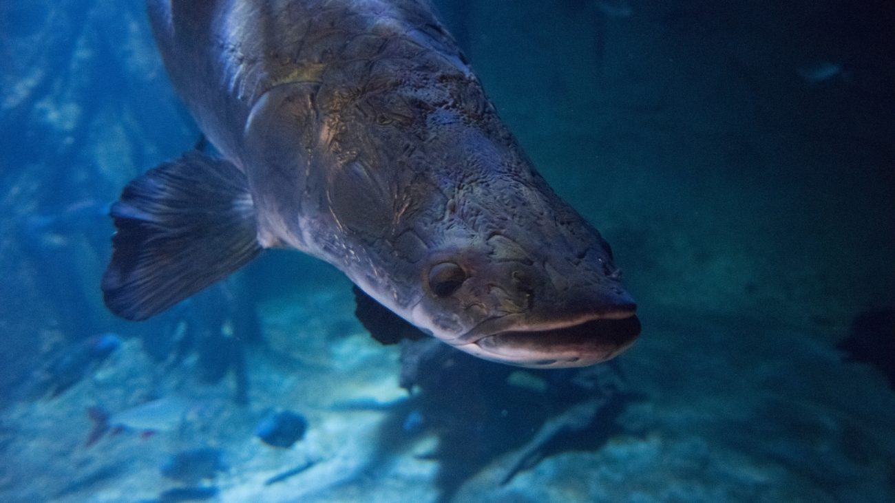 Imagem de Pirarucu dentro de rio