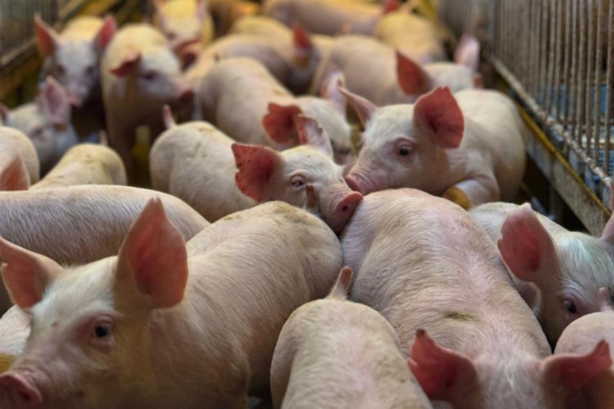 suinocultura catarinense é destaque nacional e internacional