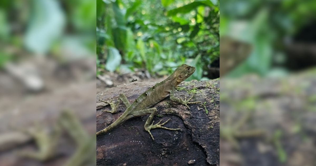 É importante estar atento à presença de animais ao longo da trilhaFoto: Divulgação/ND Mais