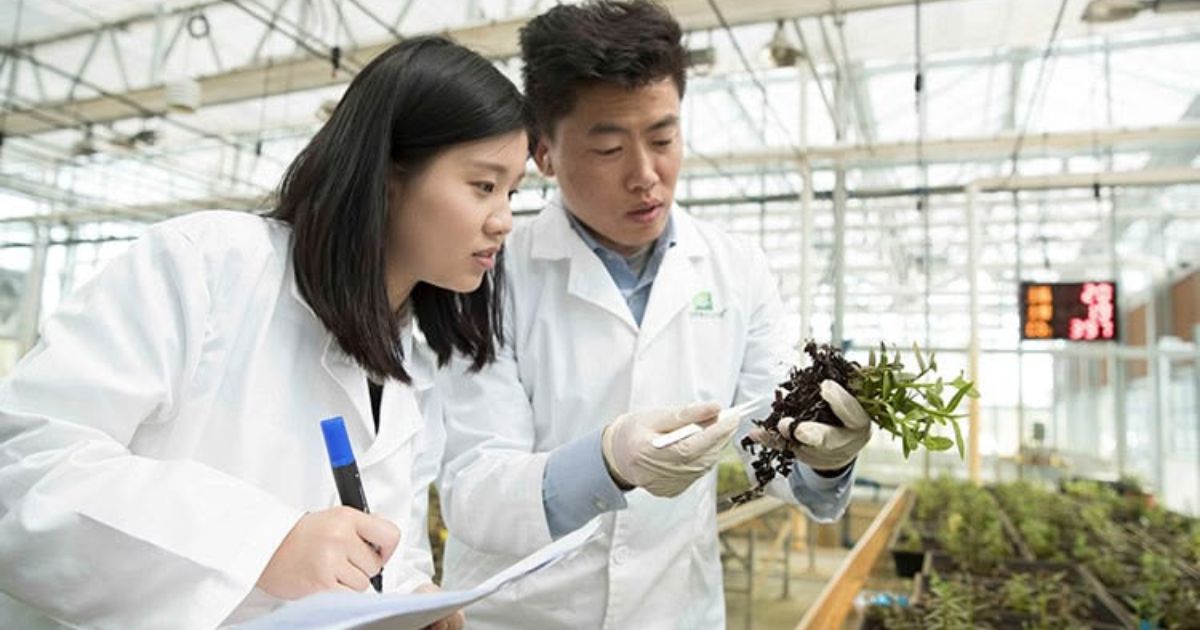 cientistas trabalhando com plantas na mão