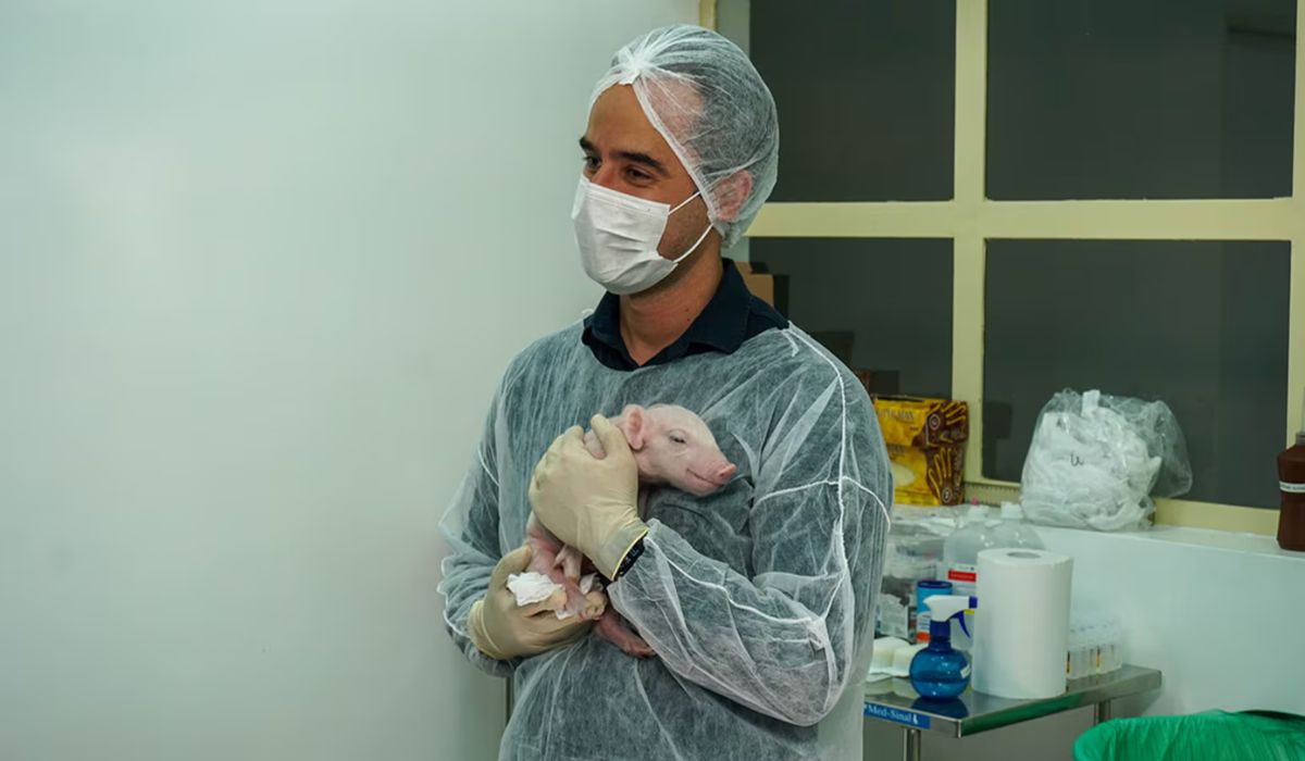 Pesquisa da USP usa porco clonado para transplantes seguros em humanosFoto: Docme Comunicação para Genoma USP/Divulgação/ND mais