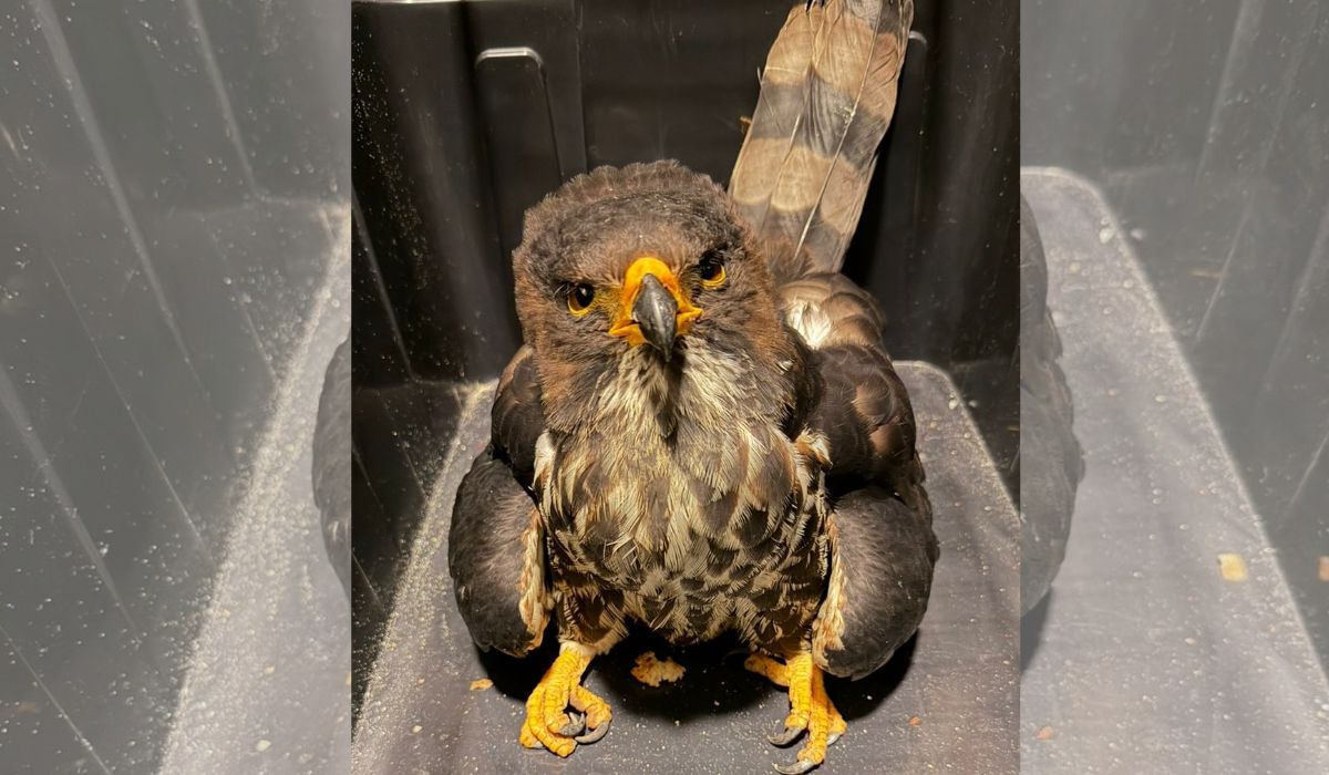 Animal que despedaça presas é resgatado com machucados em Navegantes