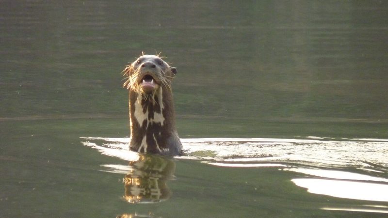 Em 2021, uma lontra-gigante foi avistada no Rio Bermejo, Parque Nacional El Impenetrable, marcando o primeiro registro em mais de um século na área. Acredita-se que tenha vindo do Pantanal paraguaio - Wikimédia Commons/ND Mais