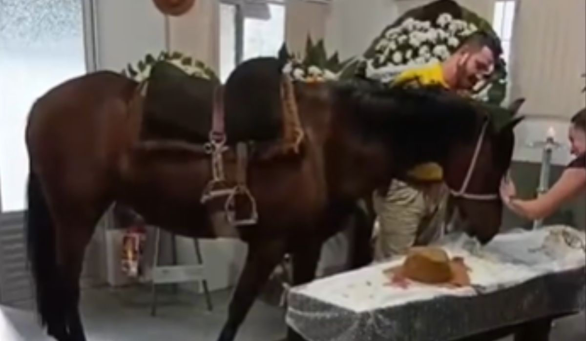 VÍDEO: Égua relincha ao reconhecer dono morto em velório e emociona família em Blumenau