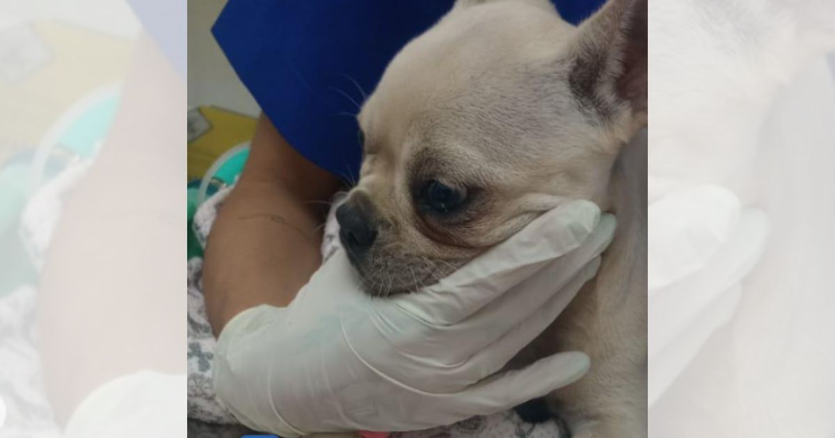 Equipe veterinária atuou para salvar a vida após cadelinha engolir crackFoto: Divulgação/Centro Veterinário Floresta/ND Mais
