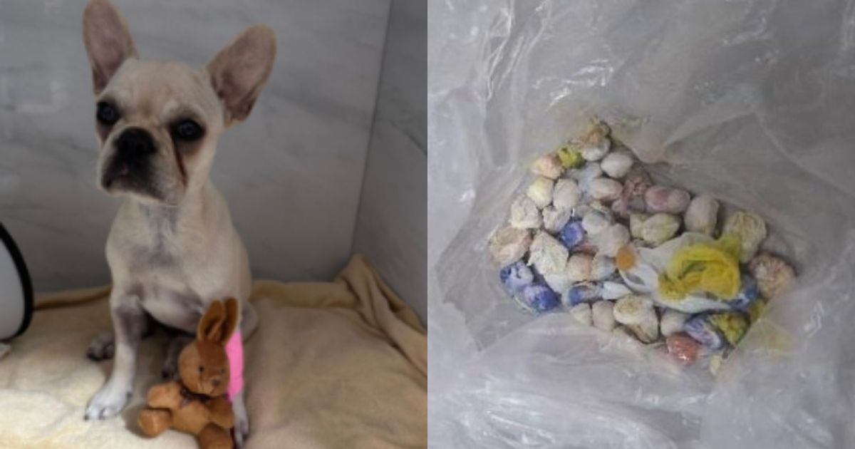 Tutora presa após cadelinha engolir crack é solta em SC