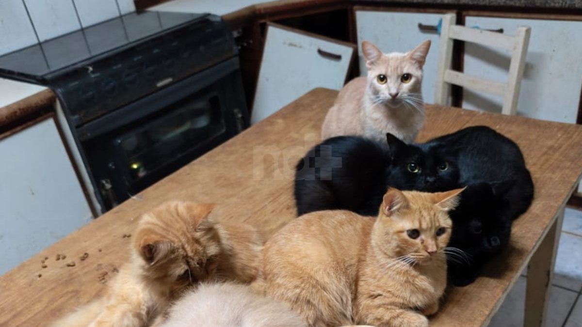Gatos em apartamento de SC: justiça determina o início da retirada de animais