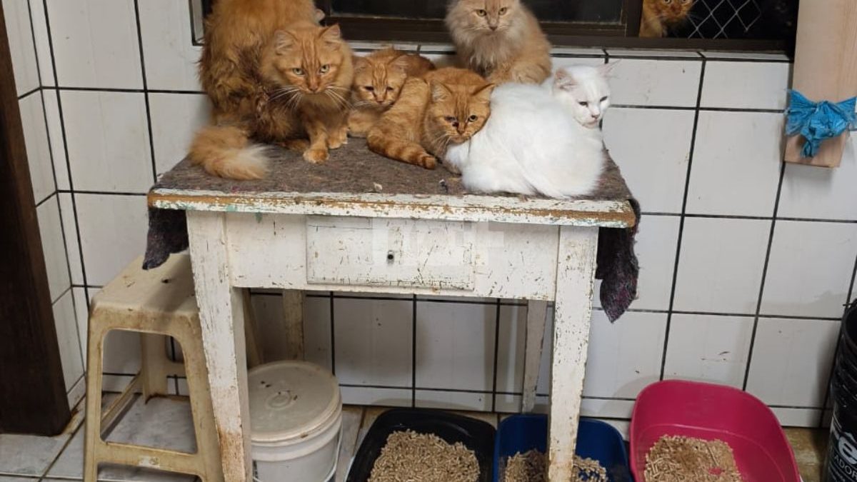 ‘Está um caos’: ONG revela situação de 400 gatos em apartamento de SC