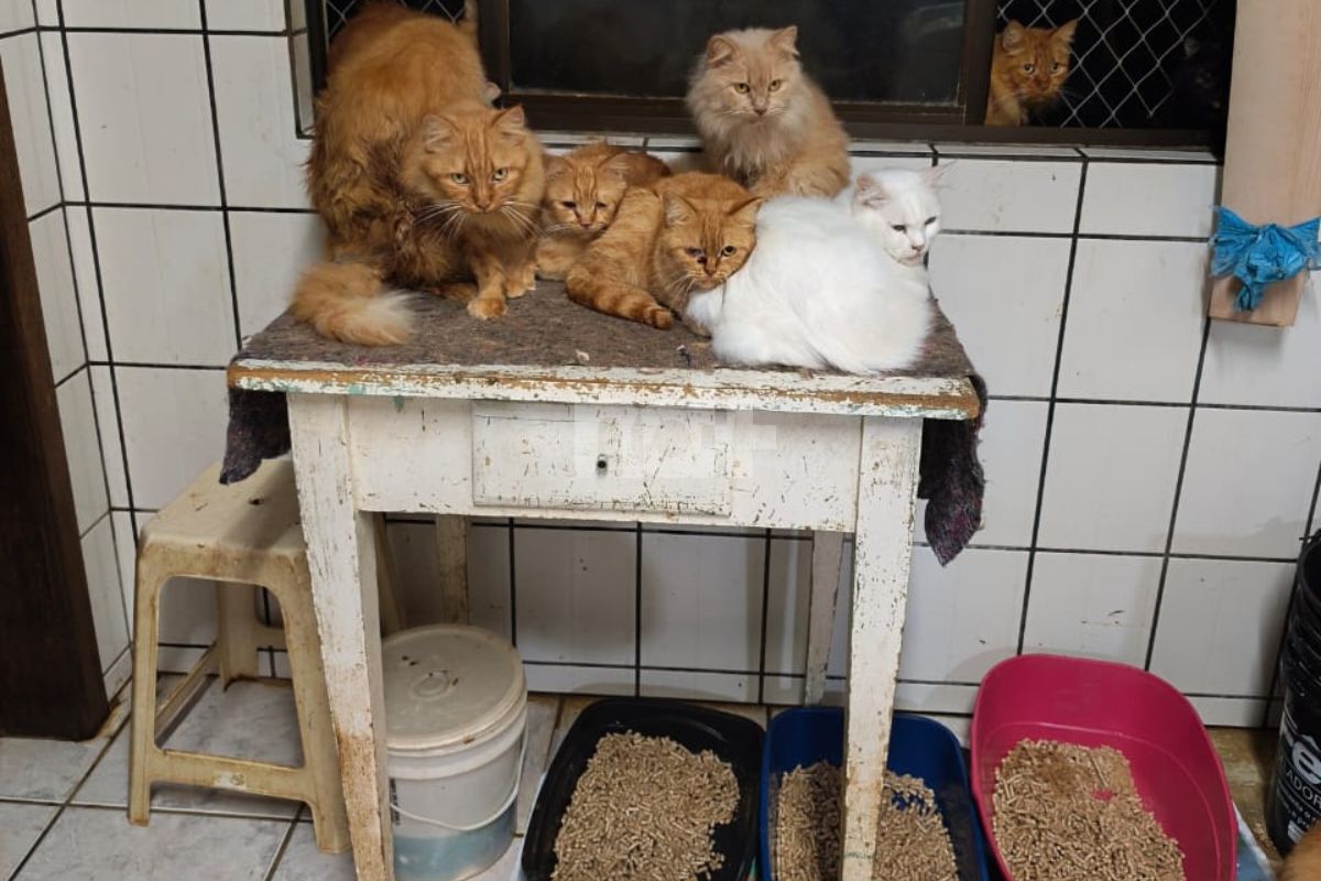‘Está um caos’: ONG revela situação de 400 gatos em apartamento de SC