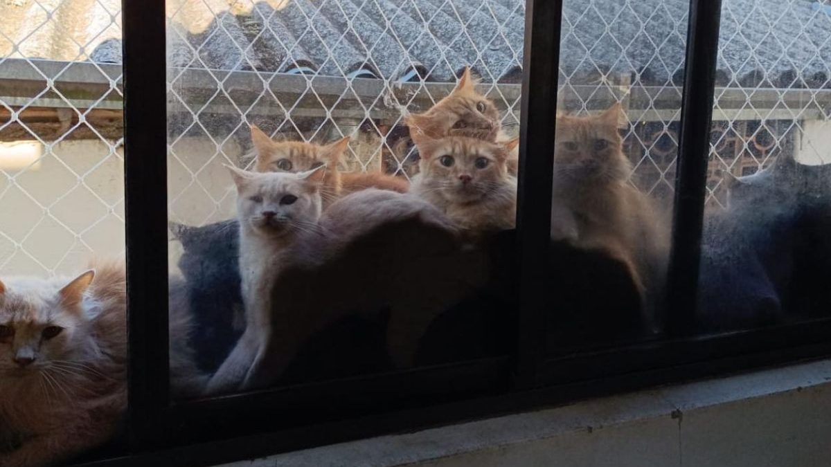 FOTOS: 400 gatos em apartamento de SC entrarão em quarentena; ‘Doentes e debilitados’