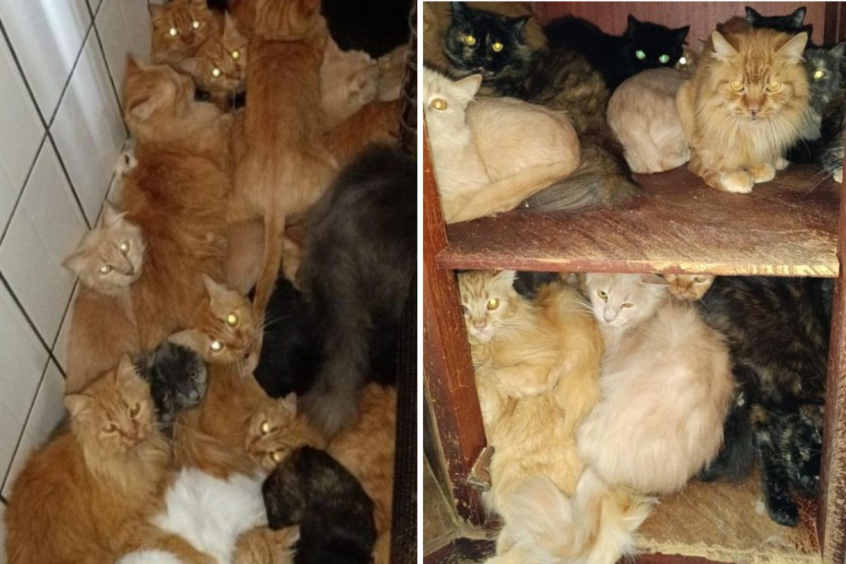 Reprodução desenfreada com 400 gatos em apartamento vira caso de polícia em SC