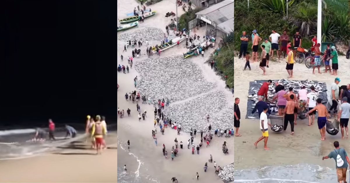 'Maior lance': relembre 'mega lanço' que encheu redes com mais de 50 mil tainhas em praia