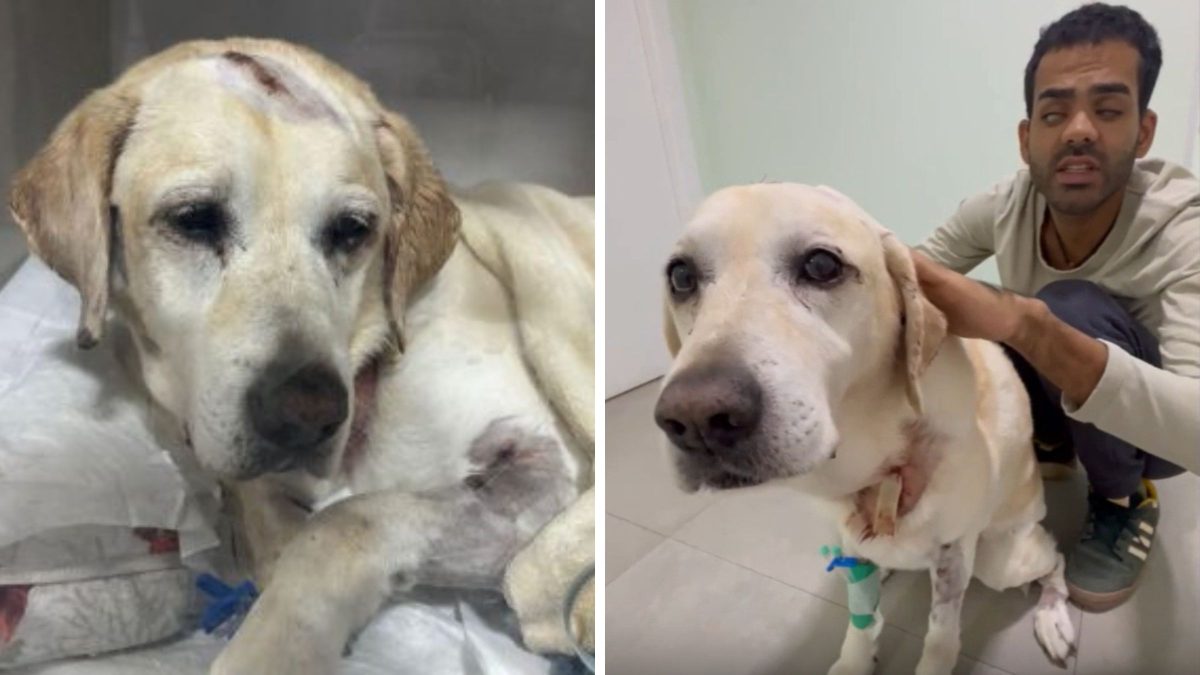 Surfista cego de ondas gigantes é atacado por pitbulls em SC e cão-guia é internada por 4
