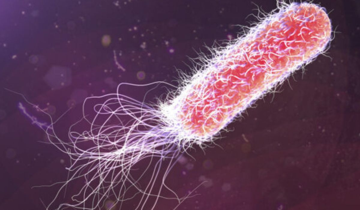A expressão “contaminação microbiológica” é usada para indicar a presença de microrganismos em produtos industrializados