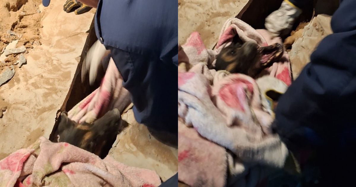 Cadela 'idosa' que escorregou em barro é resgatada de vala de 2 metros em Florianópolis