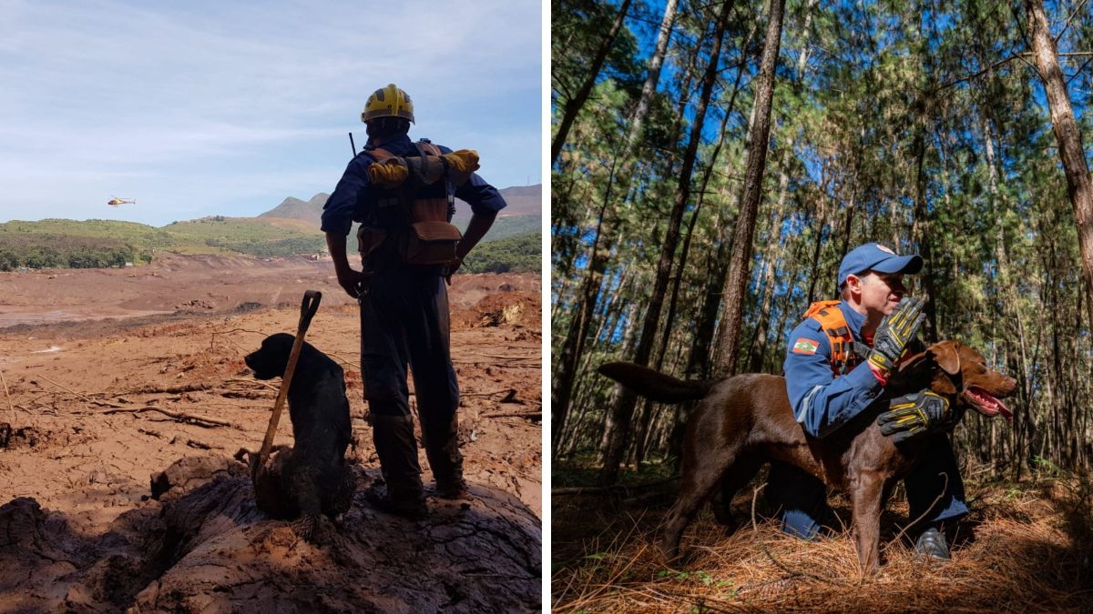 Pai e filha heróis: cães bombeiros que salvaram vidas se aposentam juntos após missões em SC