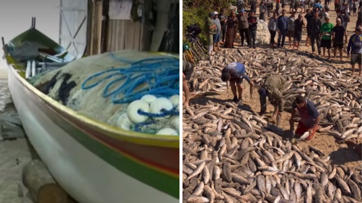 Pescadores madrugam na expectativa de novos lanços após pesca de 30 mil tainhas em SC