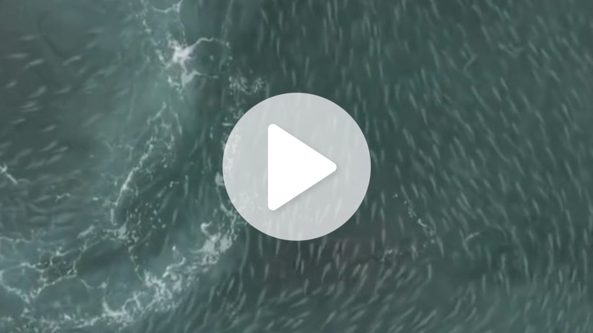 VÍDEO: ‘Dilúvio de tainha’ é avistado em praia do litoral de Santa Catarina