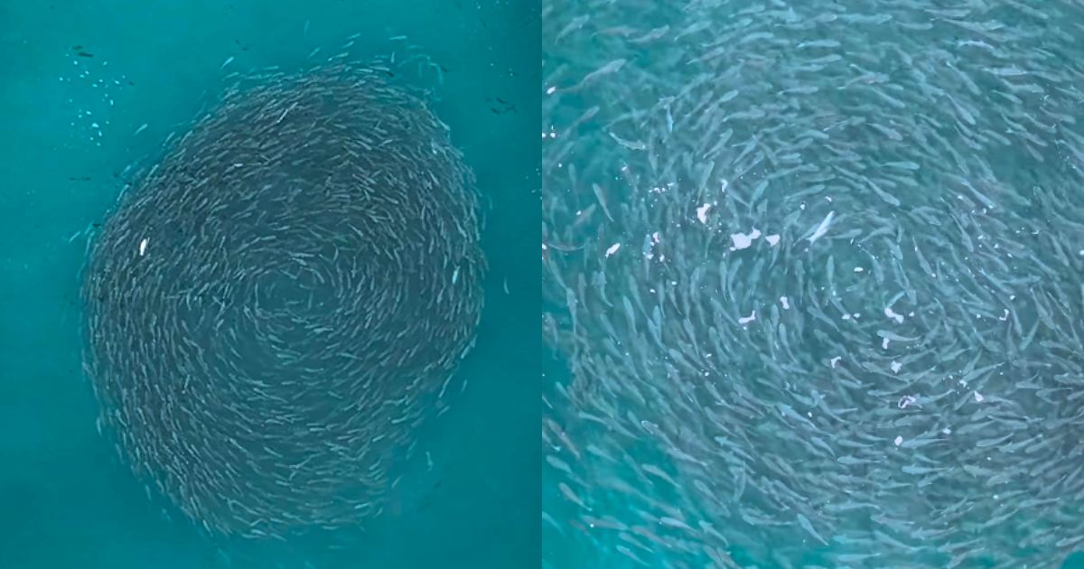 VÍDEO: Tainhas formam ‘redemoinho’ gigante no mar de SC em espetáculo da natureza