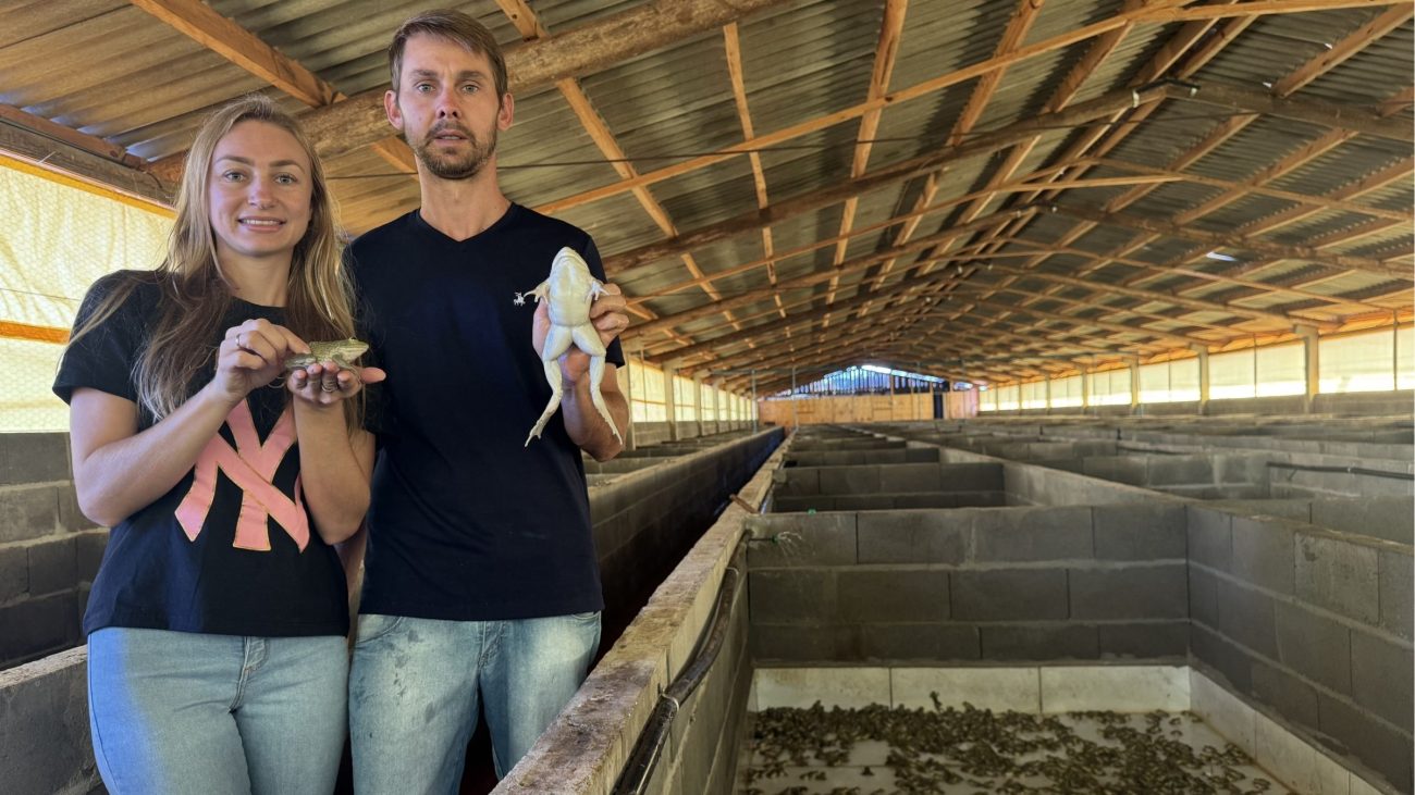 Casal trocou carreiras tradicionais para investir em ranário com criação de rã-touro gigante em SC