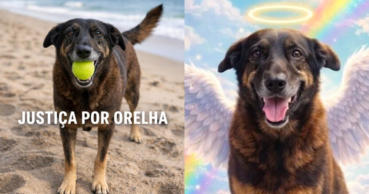 Caso Orelha: postagens sobre morte do cão comunitário serão investigadas pelo MPSC