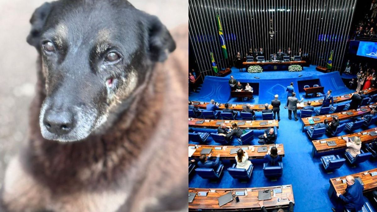 Após caso Orelha, penas para maus-tratos contra animais podem chegar a seis anos no Brasil