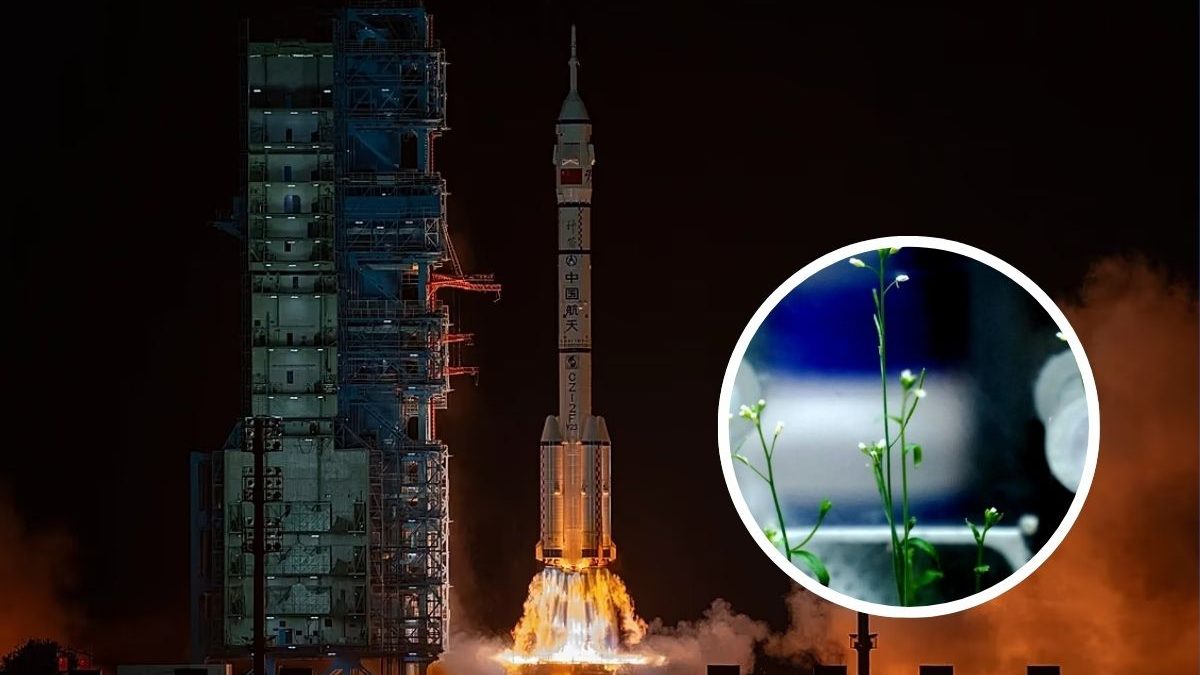 China vai plantar arroz a 400 km do chão para testar comportamento do grão fora de órbita