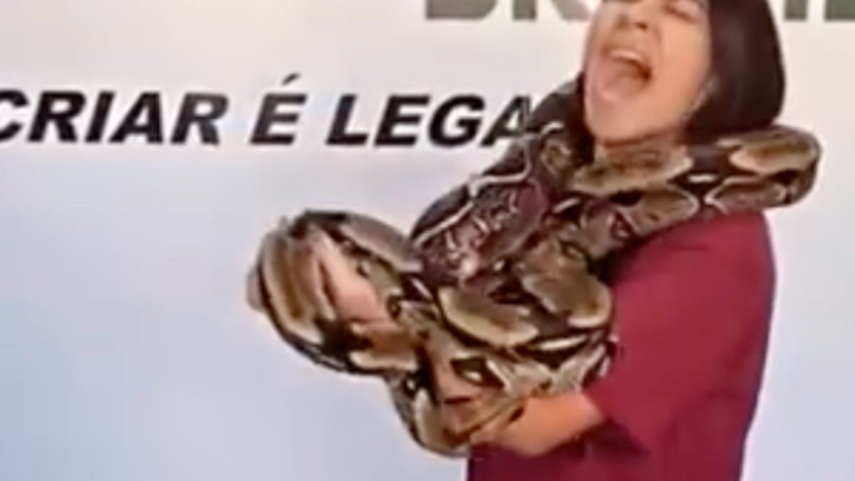 ‘Ela não faz nada’: jovem é mordida por cobra jiboia e perfume pode ser o motivo