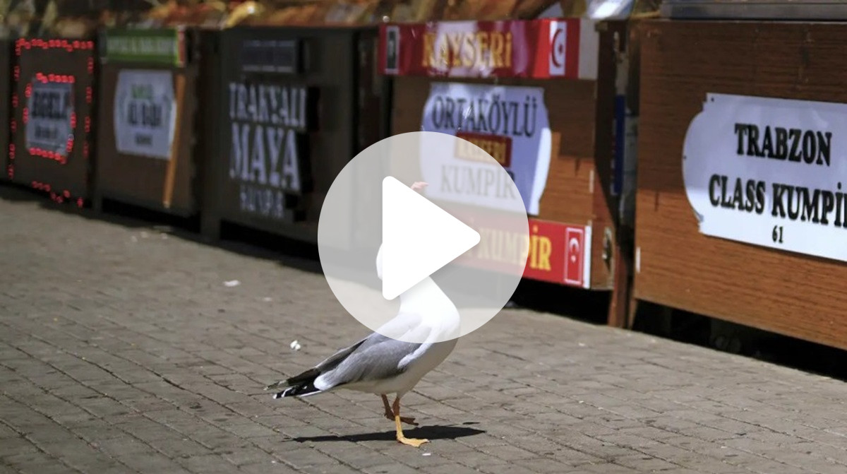 Gaivota viciada em comida de gato aprende a miar para ganhar ração e vira atração de cidade