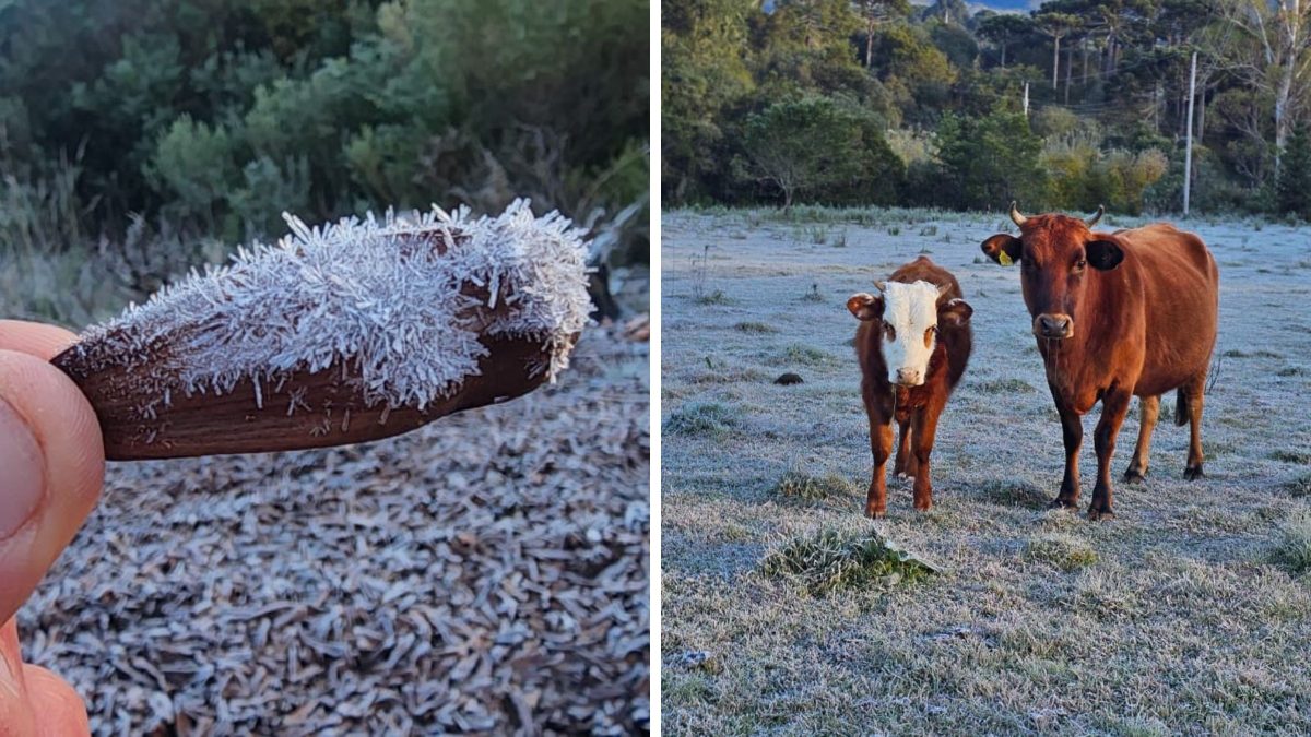 Pinhão congelado e campos branquinhos: cidade de SC amanhece com -4°C e imagens impressionam