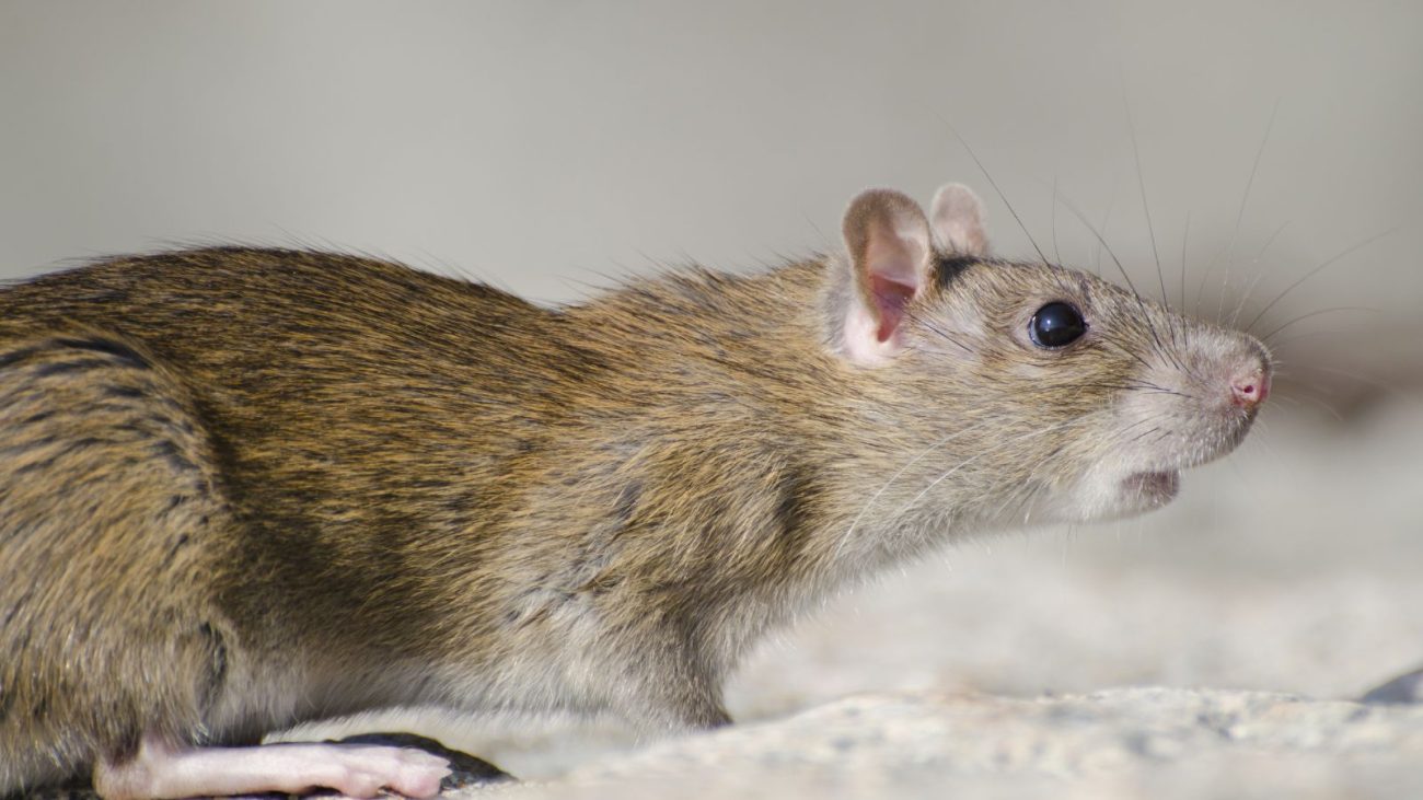 Transmitida por roedores, a infecção que gerou casos de hantavírus em alto-mar causa febre e dores musculares.