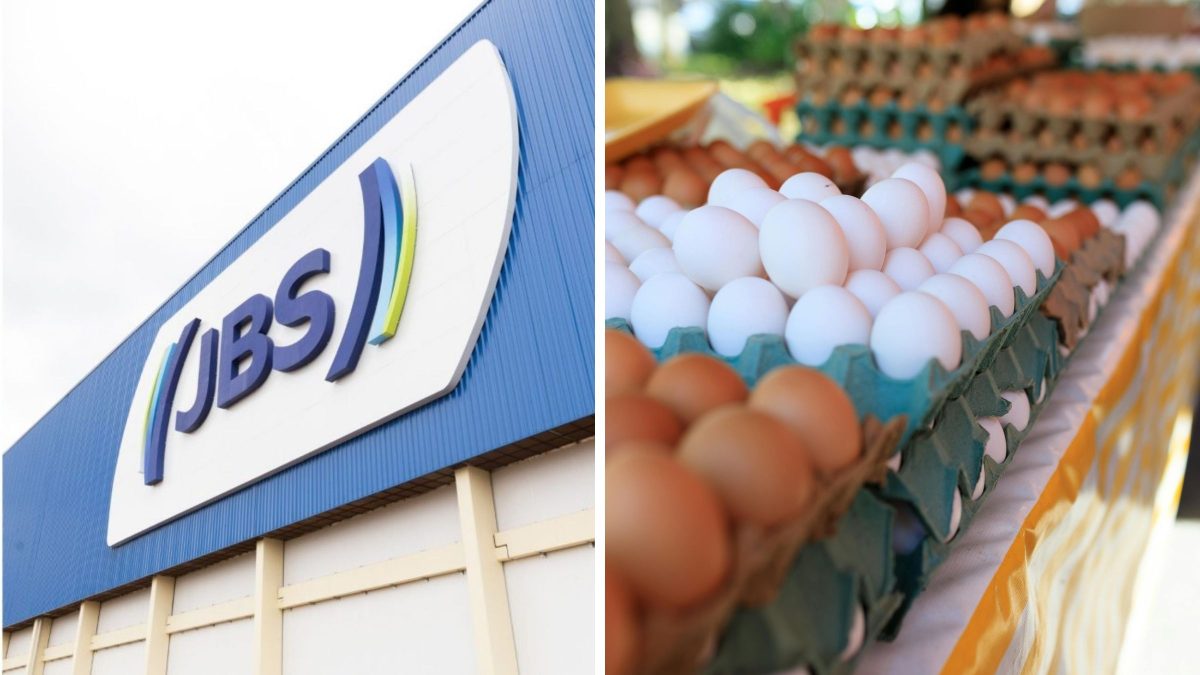 SC terá supergranja de 230 mil aves e produção de mais de 1 milhão de ovos por semana