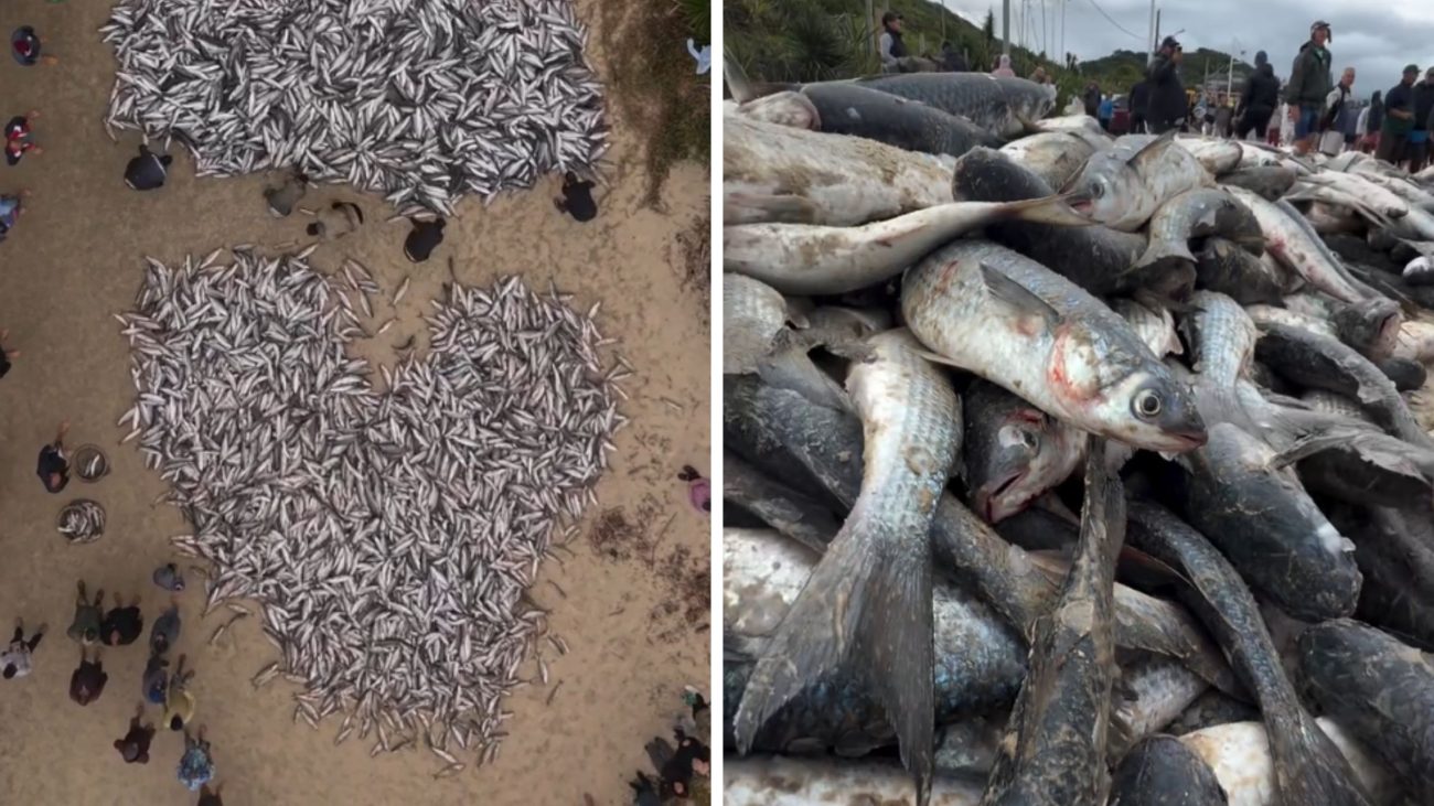 Mega lanço de 11.300 mil tainhas formam ‘coração’ em PalhoçaFoto: Ramatis Ferreira Florêncio/sos_naufragados/Instagram