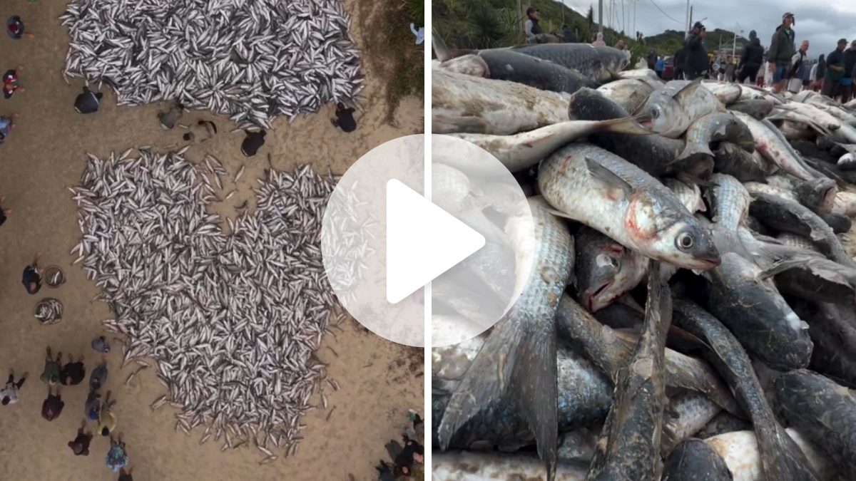 VÍDEO: Grande lanço com 11 mil tainhas forma ‘coração’ de peixes na areia em SC