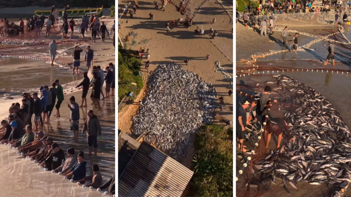 Lanço de tainha com 10 mil peixes impressiona pescadores de praia paradisíaca em SC