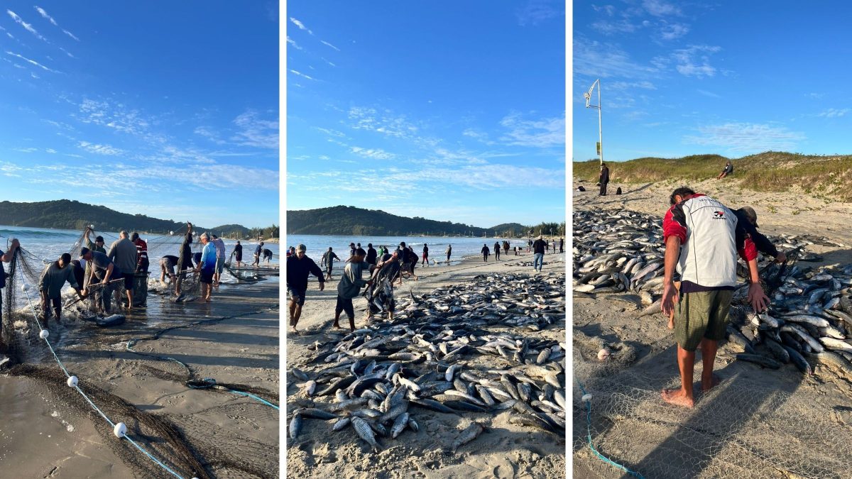 Semana termina com ‘mar fervendo’ e pescadores garantem mais de 10 mil tainhas em SC