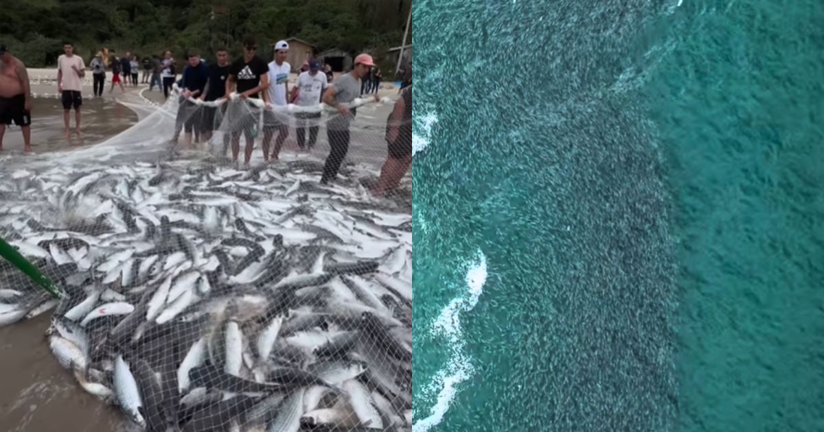 ‘Dia histórico’: lanço abate 25 mil tainhas enquanto cardume gigante espreita praia de SC