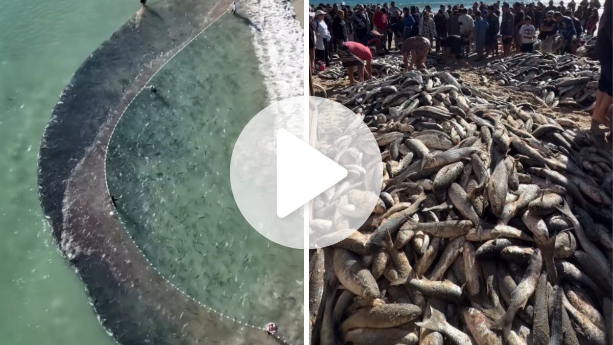 VÍDEO: Multidão de pescadores em SC une forças para puxar 13 mil tainhas em megalanço