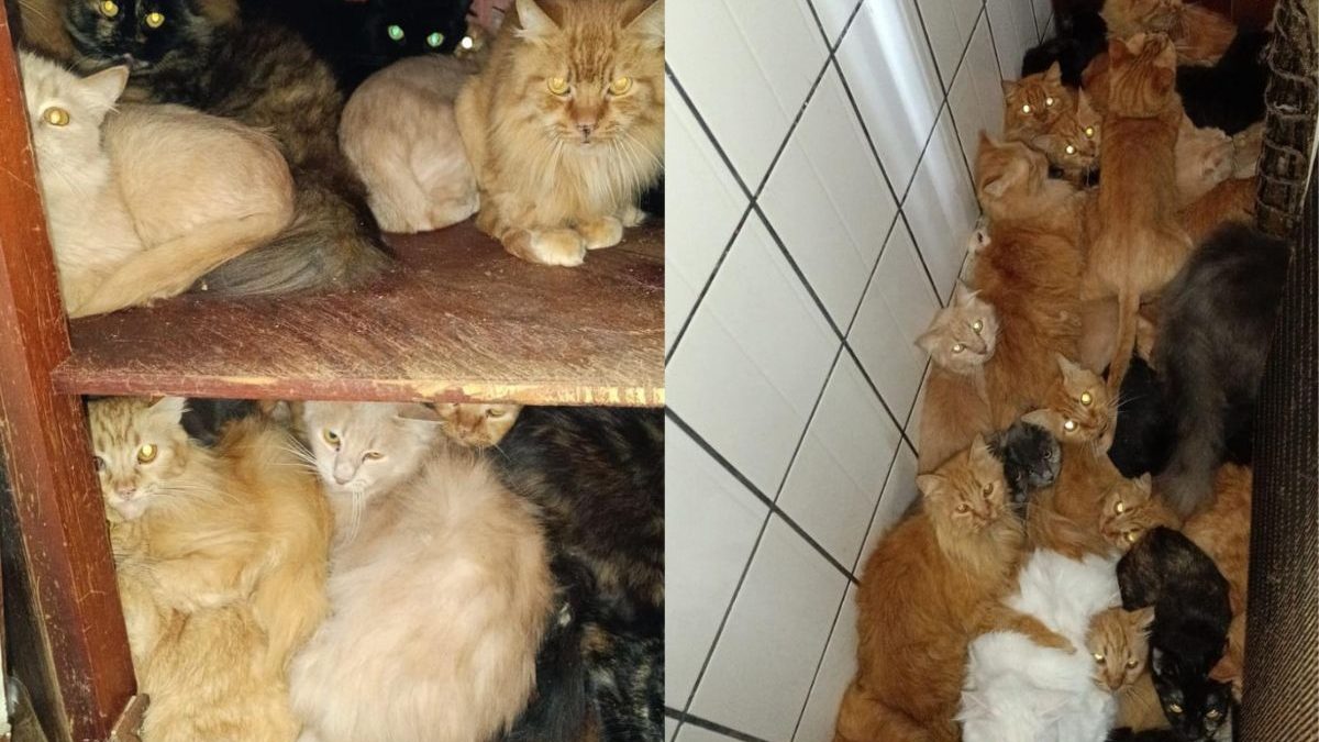 25 gatos por dia: Justiça acelera retirada de animais em apartamento de SC