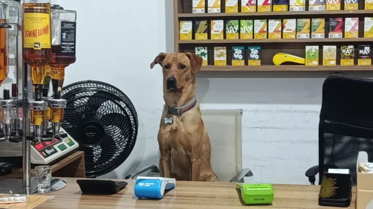 ‘Não tem limites’: cachorro caramelo que ‘roubava’ clientes vira funcionário de mercado de SC
