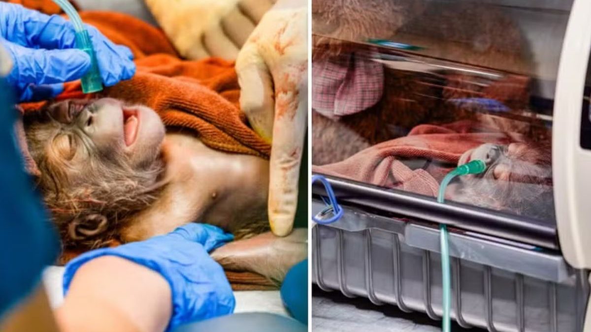 Inédito no mundo: nasce o 1º orangotango macho gerado inseminação artificial