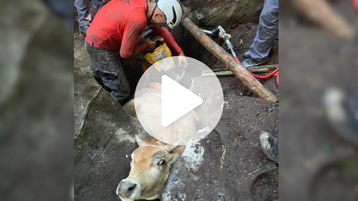 VÍDEO: Boi fica à beira da exaustão após ficar entalado em buraco estreito em SC