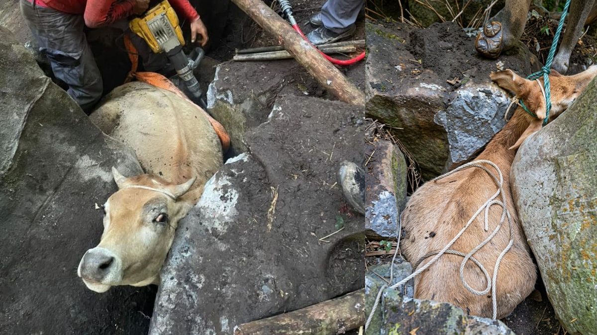 VÍDEO: Boi fica à beira da exaustão após ficar entalado em buraco estreito em SC