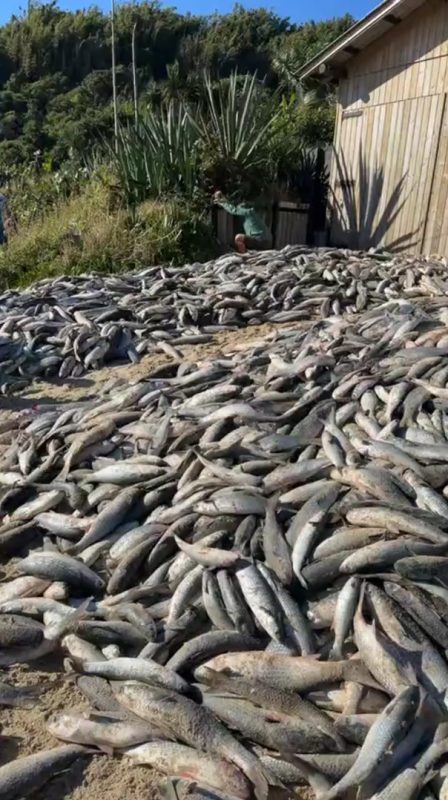 Pescadores capturam 13,7 mil tainhas - Ramatis Ferreira Florêncio/sos_naufragados/Instagram