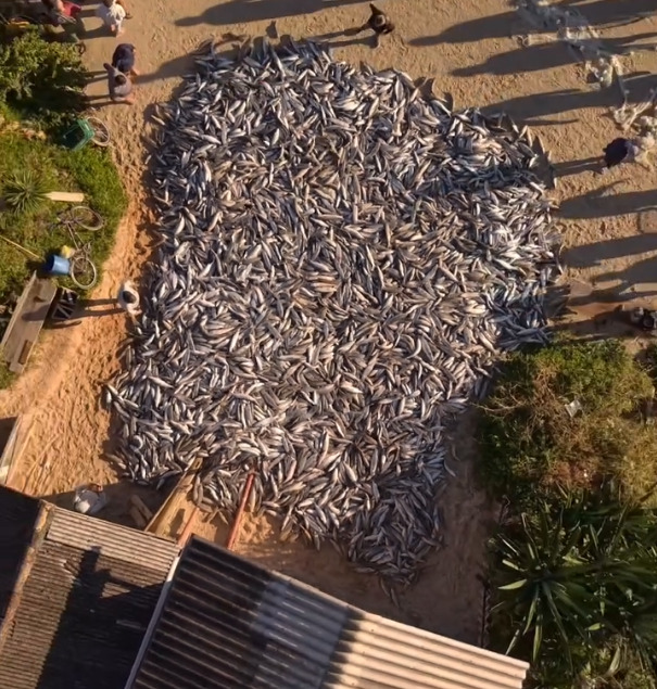 VÍDEO: Multidão de pescadores em SC une forças para puxar 13 mil tainhas em megalanço