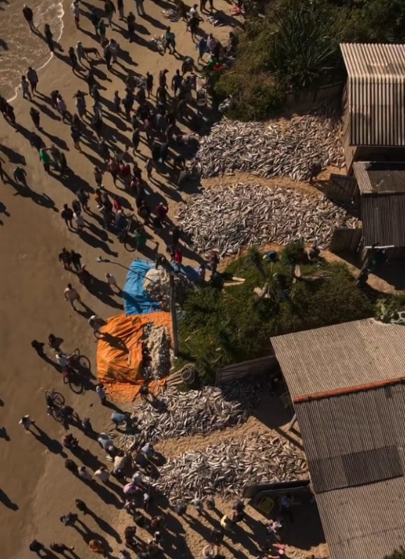 Tainhas preencheram a areia da Praia de Cima, em Palhoça - Ramatis Ferreira Florêncio/sos_naufragados/Instagram
