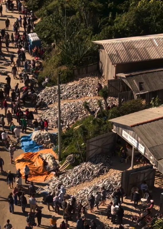 A maior tainha da temporada foi pescada no lanço desta terça-feira (12) - Ramatis Ferreira Florêncio/sos_naufragados/Instagram
