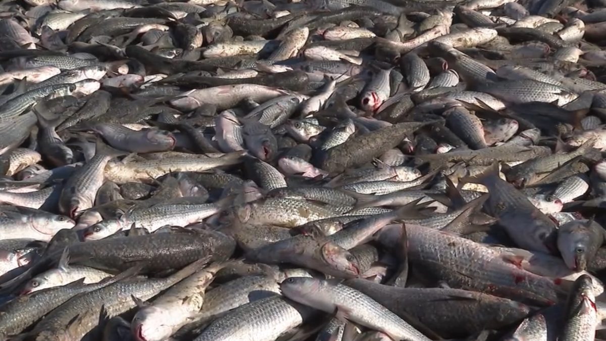 Pesca da tainha tem aviso por rádio, comunidade no ‘arrastão’ e partilha justa em SC