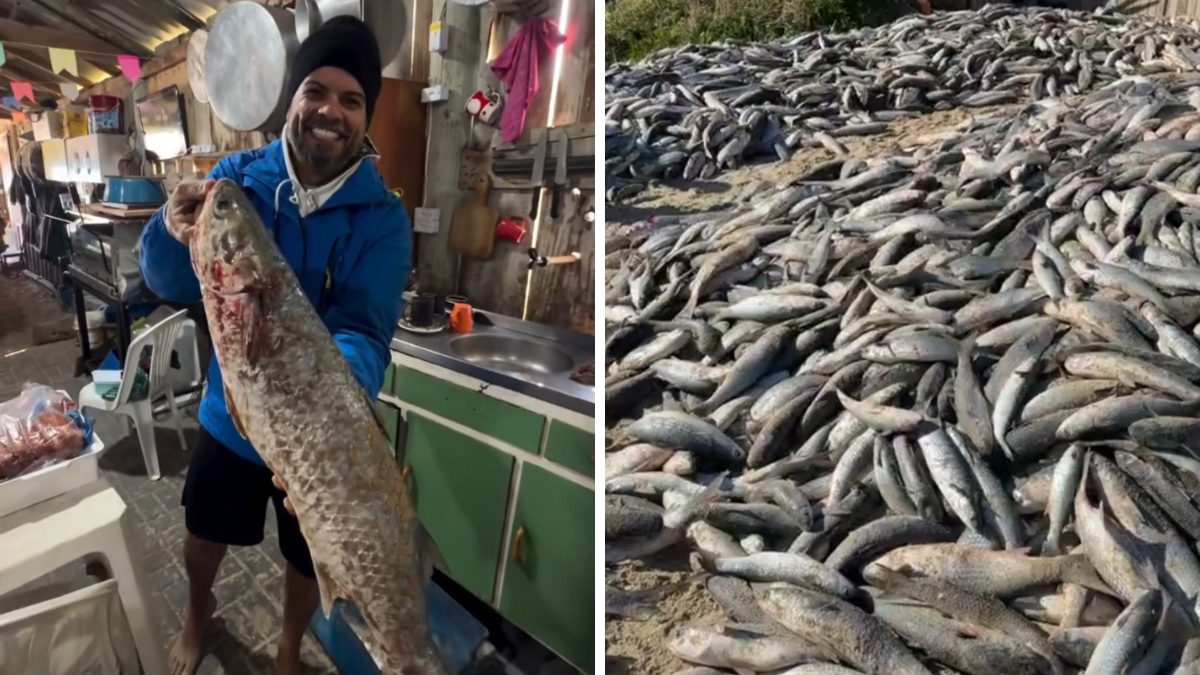 ‘Maior que já vi na vida’: pescador comemora pesca de tainha gigante em SC