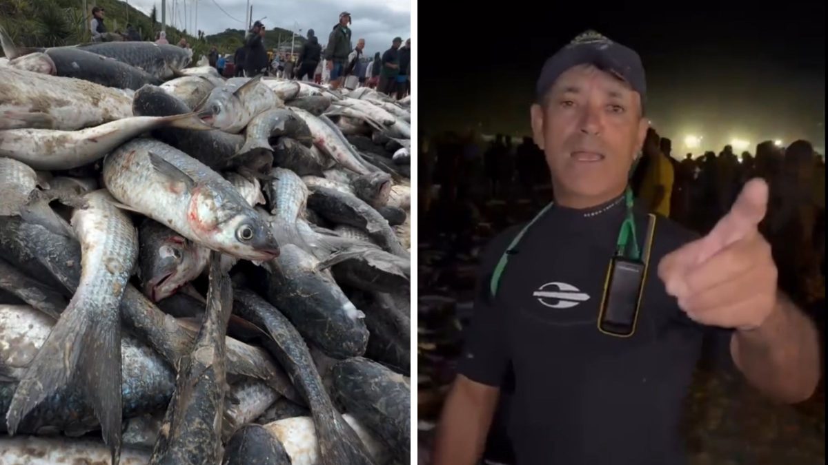 ‘Socorro’: pescador desabafa e deixa de pegar cardumes por ‘falta de comprador’ de tainha